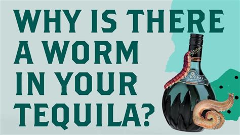 Why There is a Worm in Your Tequila - YouTube