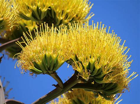 Agave americana (Century Plant) - World of Flowering Plants