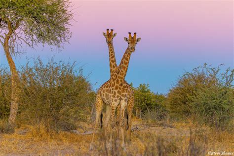 Botswana-Two Headed Giraffe | Makgadikgadi Pans National Park, Botswana ...