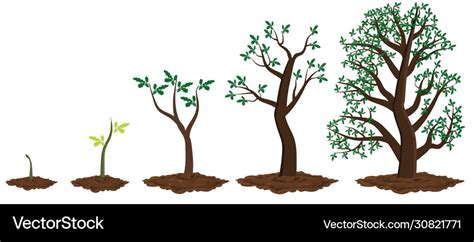 Tree growth stages Royalty Free Vector Image - VectorStock