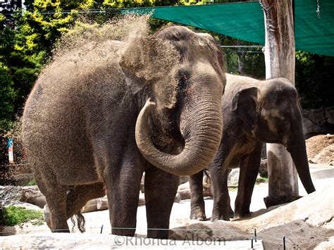 Interesting Animals of the Auckland Zoo