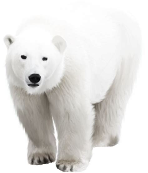 Polar bear Arctic - polar bear png download - 650*759 - Free ...