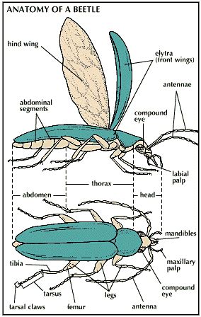 Beetle Wings Anatomy