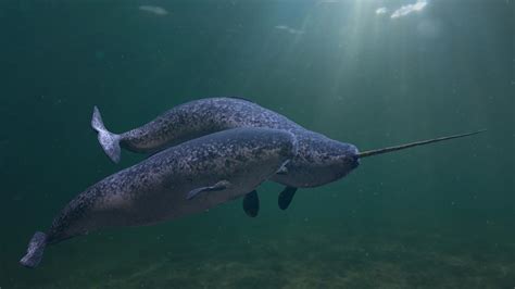 Elusive Narwhals, Once Mistaken For Unicorns And Mermaids, Now Heard On ...