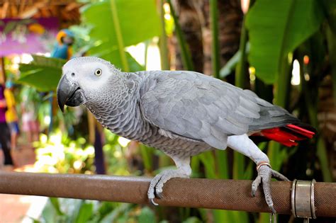 8 Best Talking Bird Species to Keep as Pets