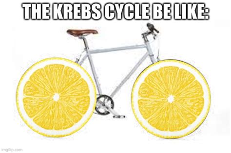 The Krebs Cycle - Imgflip