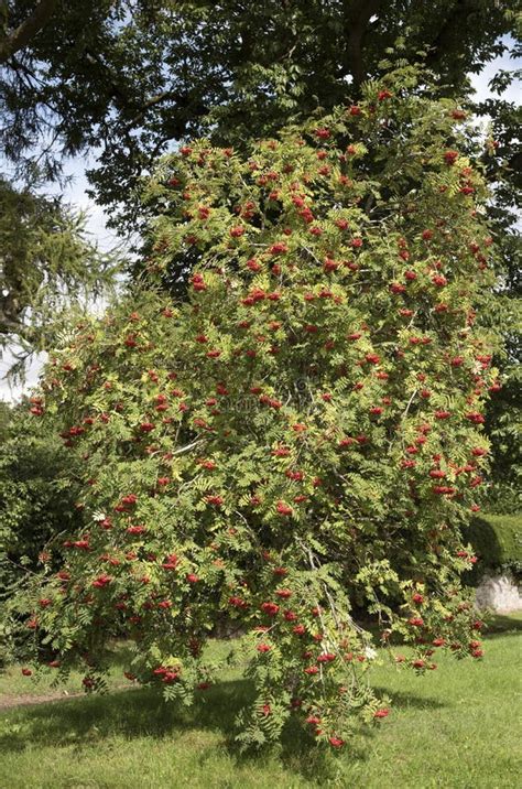 Mountain Ash Tree with Berries Stock Photo - Image of berry, european ...