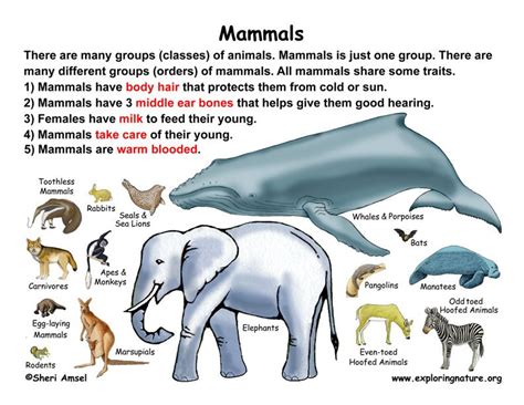 Classification of Living Things Chart | Class - Mammals (Grade K-3 ...