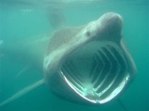 Basking Shark Teeth