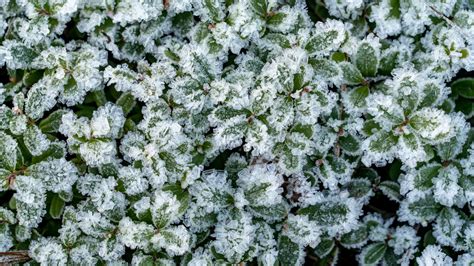 15 Taiga Plants That Thrive in the Boreal Forest