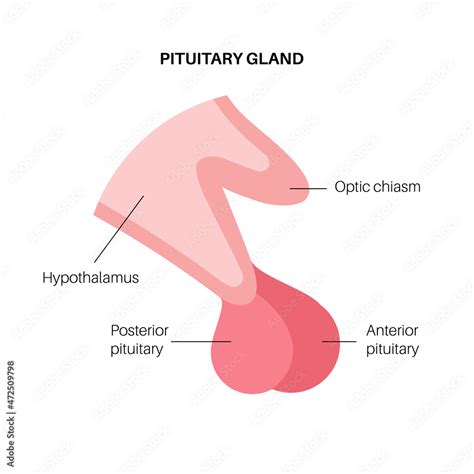 Pituitary gland anatomy Stock Vector | Adobe Stock