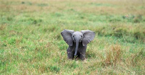 What's a Baby Elephant Called & 9 More Amazing Facts! - A-Z Animals