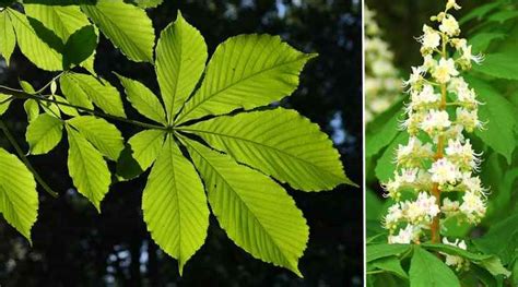 Chestnut Trees: Types, Leaves, Fruit - American, European and More ...