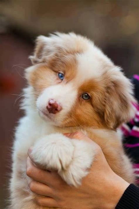 australian shepherd red merle puppy | Aussies and other pups ...