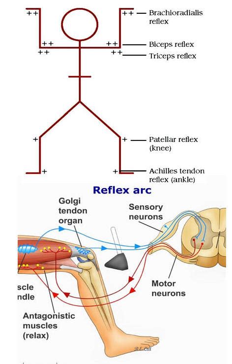 I riflessi tendinei