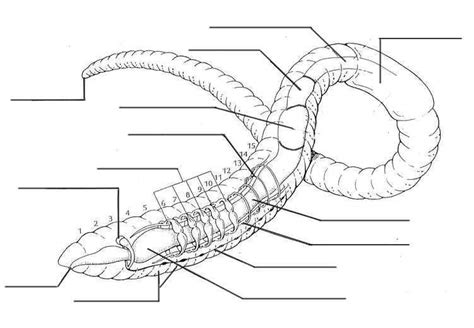 BE AN EXPERT: Invertebrates | Earthworms, Biology worksheet, Worksheets