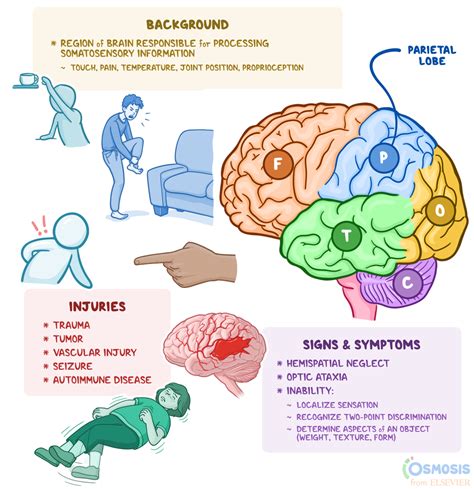 Brain Diagram Lobes