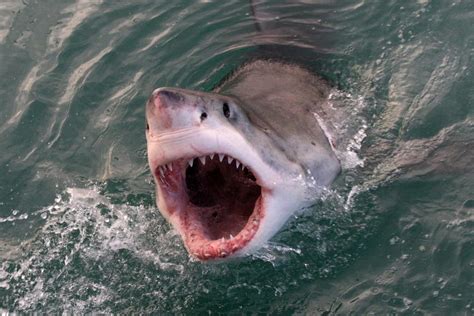 Scientists Show Electronic Technology Can Save People From Shark Bites ...