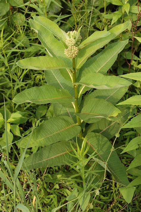 File:Common Milkweed Asclepias syriaca Plant 2000px.jpg - Wikipedia