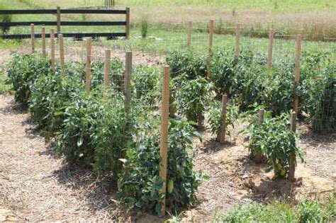 18 DIY Tomato Cages For Your Garden