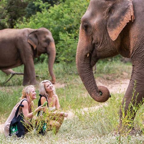 Samui Elephant Sanctuary | Half Day Tour - Koh Samui Tours