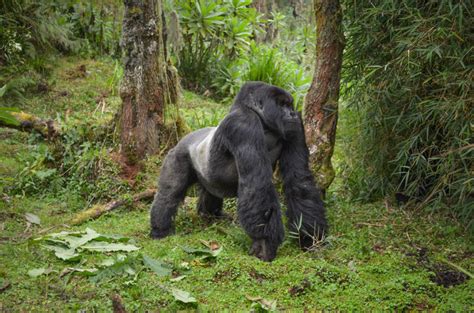 Size Matters | Dian Fossey | Mountain Gorillas