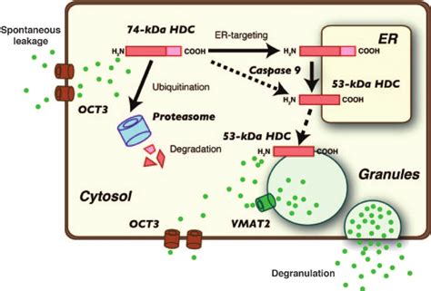 Regulation of histamine synthesis by the post-translational processing ...