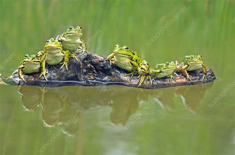 Edible frogs on a log - Stock Image - C014/3025 - Science Photo Library