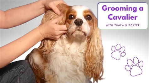 Basic Dog Grooming and How to Cut a Dog’s Hair ~ Cavalier King Charles ...