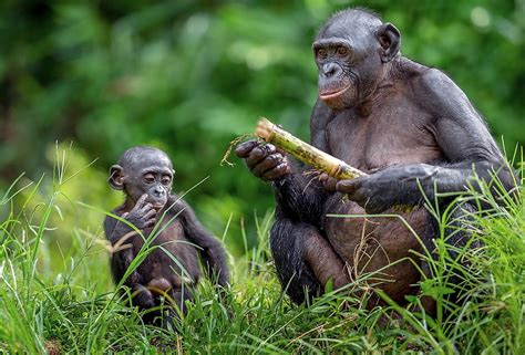 Unique Ways Of Communication In Animals - WorldAtlas