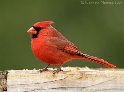 North-Central Texas Birds - Northern Cardinal