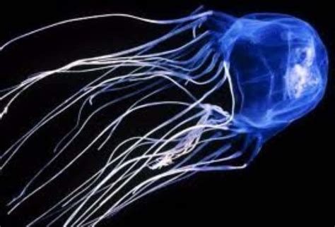 Box Jellyfish: Learn everything about this dangerous species.