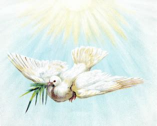 Symbolism of the White Dove - A Dove's Love