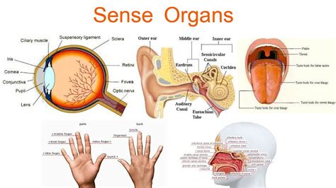 Sensory Organs: Skin as a Sense Organ, Organ of Sight (The Eye ...