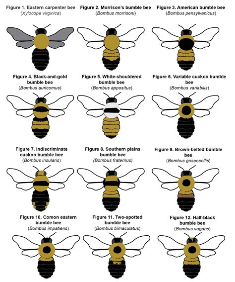 Honey Bee Species Identification Chart – NBKomputer