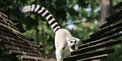 Apenheul - Kortingkaartjes Dierentuin