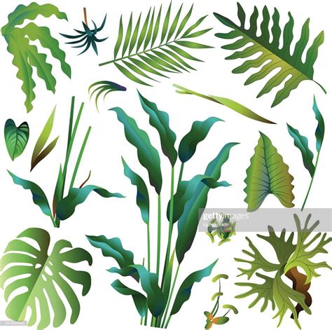 A vector illustration of various green tropical rainforest leaves ...