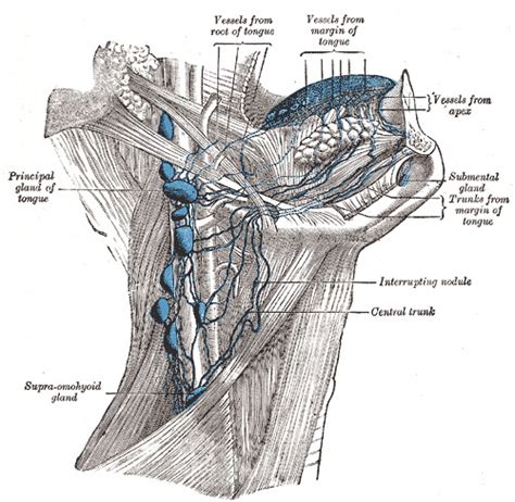 [Figure, Deep Cervical Lymph nodes, Principal...] - StatPearls - NCBI ...