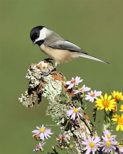 Carolina Chickadee | Carolina Chickadee, "Poecile carolinens… | Flickr