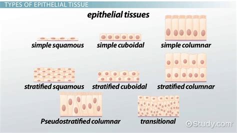 Types of Epithelial Tissue Diseases - Lesson | Study.com