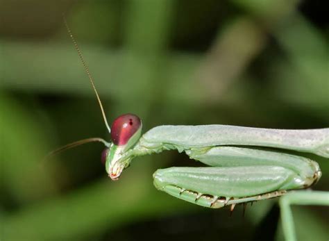 Praying Mantis Facts | Eggs | Eat | Male vs Female | Hurt You