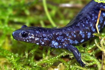 Blue Spotted Salamander