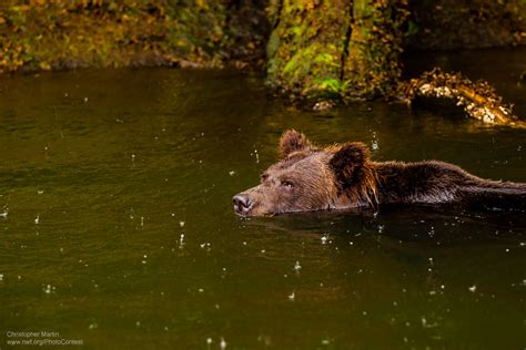 16 Photographs of Animals Caught in the Rain - The National Wildlife ...