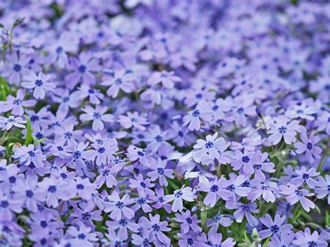 Creeping Plants In Full Sun: Groundcover Plants For Sunny Locations