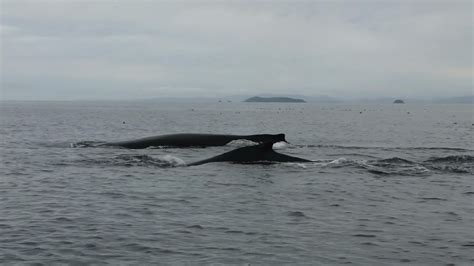 Humpback Whale mother and calf | Grizzly Bear Tours & Whale Watching ...