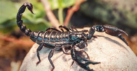 Scorpion - A-Z Animals