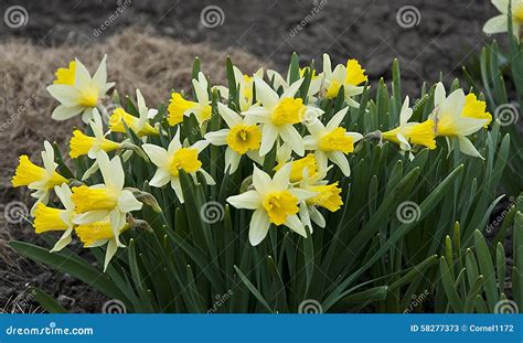 Yellow Daffodil stock image. Image of landscape, narcissus - 58277373