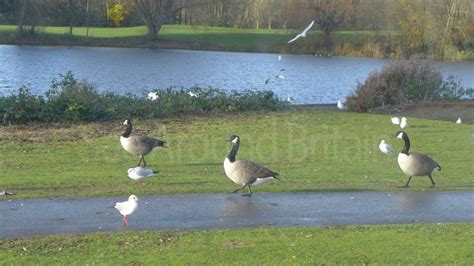 Nene Park - Country Park, Peterborough, Cambridgeshire - See Around Britain