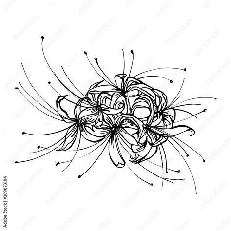 How To Draw A Spider Lily Step By Step - Design Talk