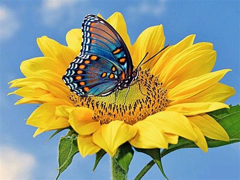 Sunflower and Butterfly | Butterfly wallpaper, Beautiful butterflies ...